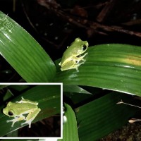 Pseudophilautus femoralis Gunther 1864